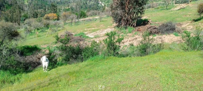 Foto 2 de la propiedad