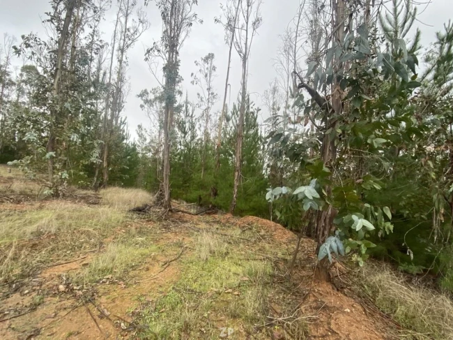 Parcela ubicada en el sector La Palmilla