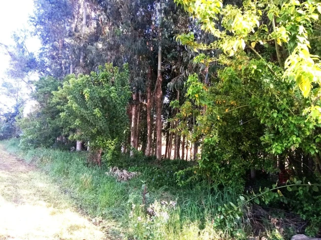  hermosa parcela de agrado en sector Tunca Abajo