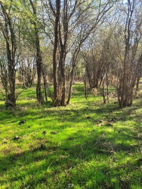 Parcela Proyecto en pleno valle de Colchagua