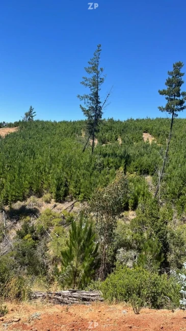 Se vende parcela de 5000 metros cuadrados