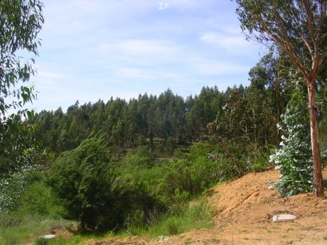 Parcela de 5.628 m² en el Valle de los Artistas