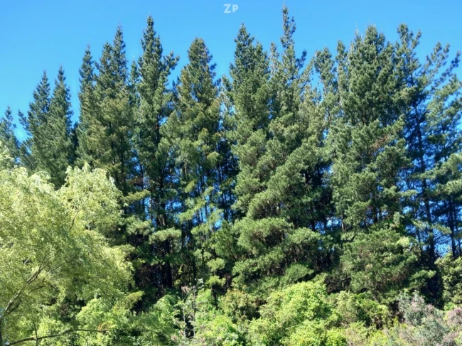 Venta Directa de Parcela en Lago Colbún – Sector Las Pataguas Poniente