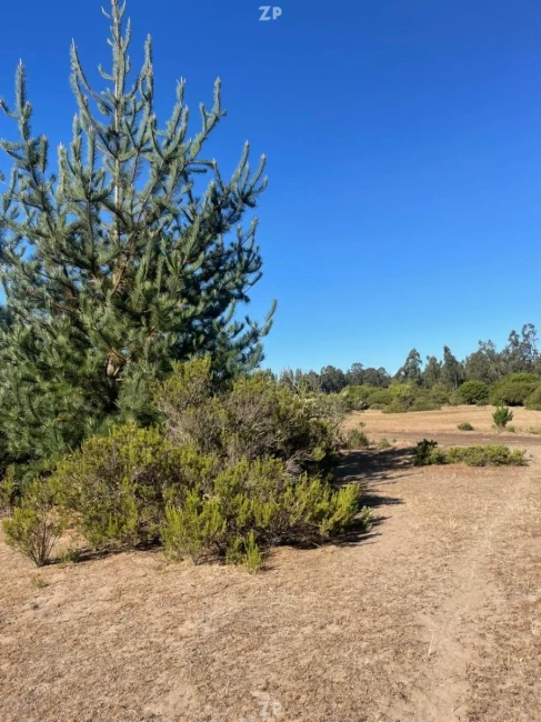 Venta Parcela Plana 5.000 m² | Rol Único | Luz y Agua | Cerca de Santo Domingo