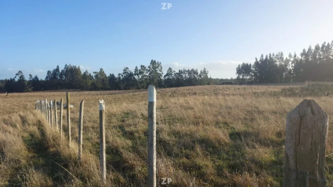  Venta de Terreno 5.000 m² – Sector Pangueco, Cañete