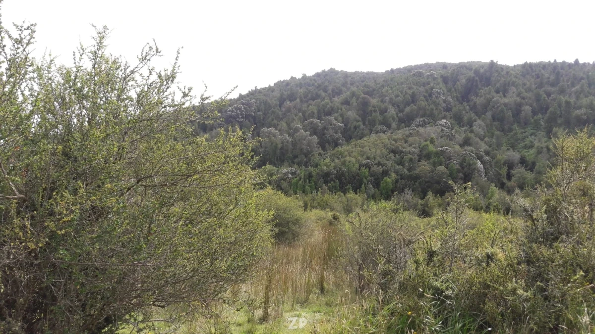 Vendo Campo