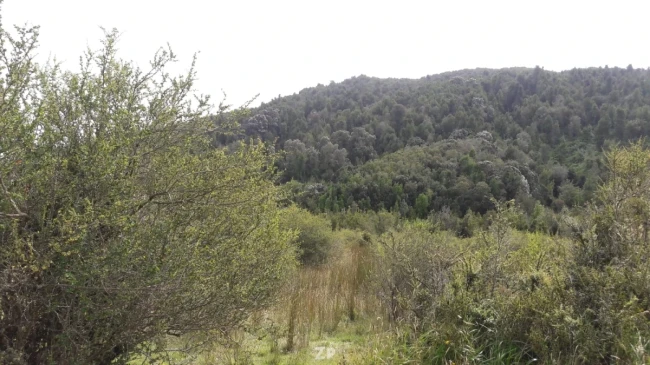 Vendo Campo