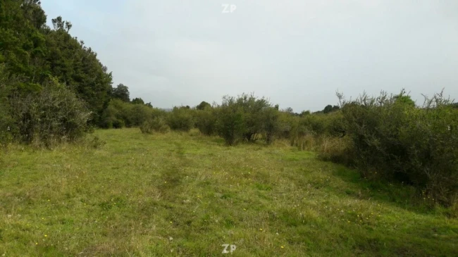 Vendo Campo
