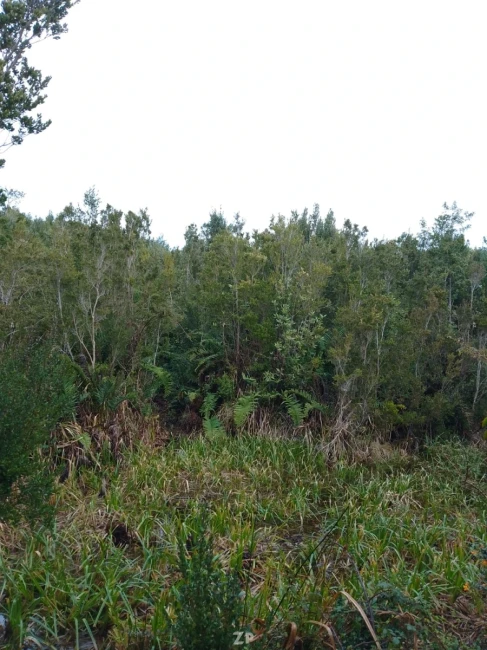 Se vende parcela de 5.000 m² en Isla Quihua: bosque nativo y borde de estero