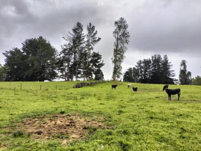 Parcela de 5.000mts2- cercana a Lago Rupanco - Comuna de Osorno