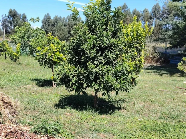 Parcela con casa