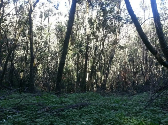 Parcela de 120 Has en Curacaví (La Aurora) - 4 Roles