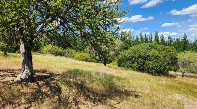 Parcela en Venta en Pencahue | 5.000 m² en Sector Curtiduría Las Cabras