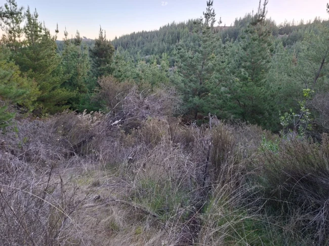 Terreno 5000 mt2, al interior de chépica
