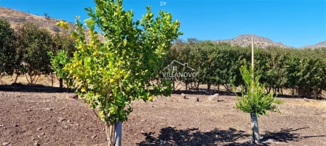 Parcela en venta de 5.091 m² con cierre perimetral y árboles frutales