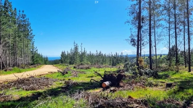 Parcelas en Venta en Los Ciruelos, Pichilemu | 5.000 m² con Rol Propio
