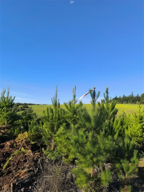 Parcelas en Venta en Los Ciruelos, Pichilemu | 5.000 m² con Rol Propio