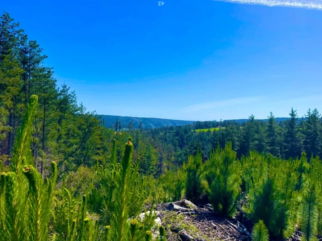 Parcelas en Venta en Pañul, Pichilemu | 5.000 m² con Rol Propio y Vista a Laguna