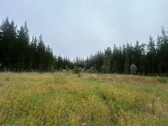 Parcela en Venta en Lomas de Pichilemu | 5.000 m² Plana con Bosque Nativo