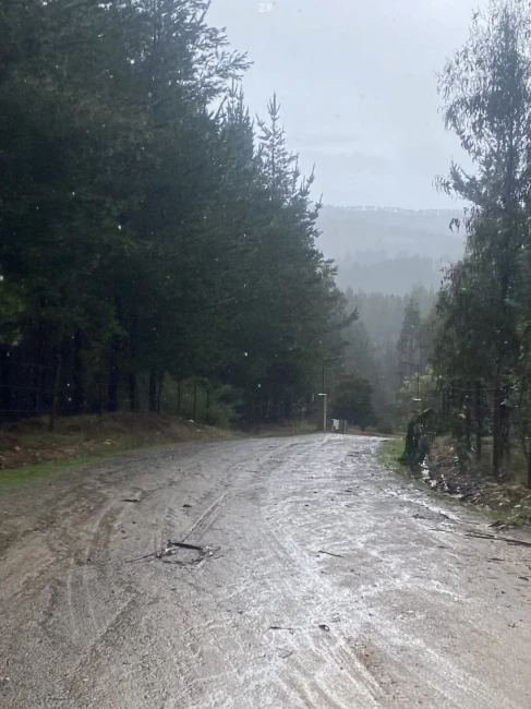 Parcela en Venta en La Palmilla, Pichilemu | 5.000 m² con Rol Propio y Bosque Na
