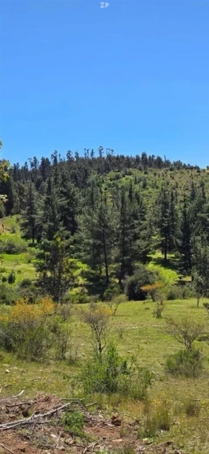 Parcelas en Venta Fundo Pailimo, Litueche | 5.000 m² con Rol Propio