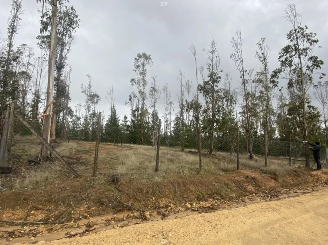 Parcela en Venta en La Palmilla, Pichilemu | 5.000 m² con Rol Propio y Bosque Na