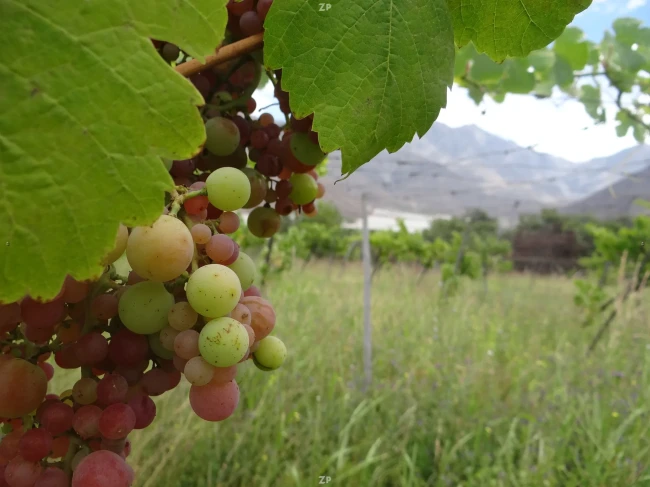 Parcelas en Venta vicuna – Valle de Elqui | 5.000 m²
