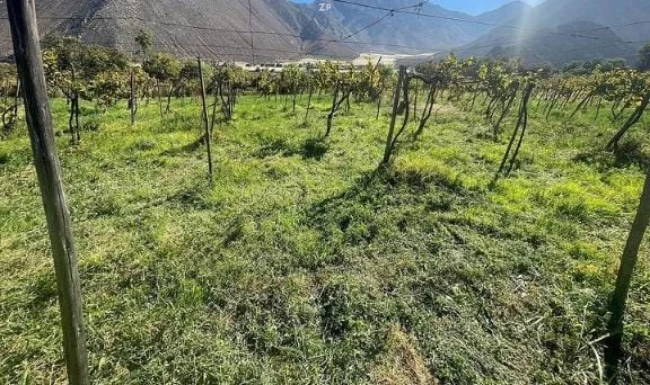 Parcelas en Venta vicuna – Valle de Elqui | 5.000 m²
