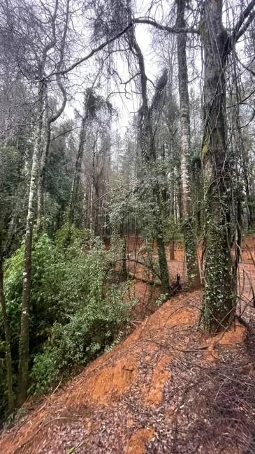 Parcela con casa nueva, bosque nativo, sendero y vertiente