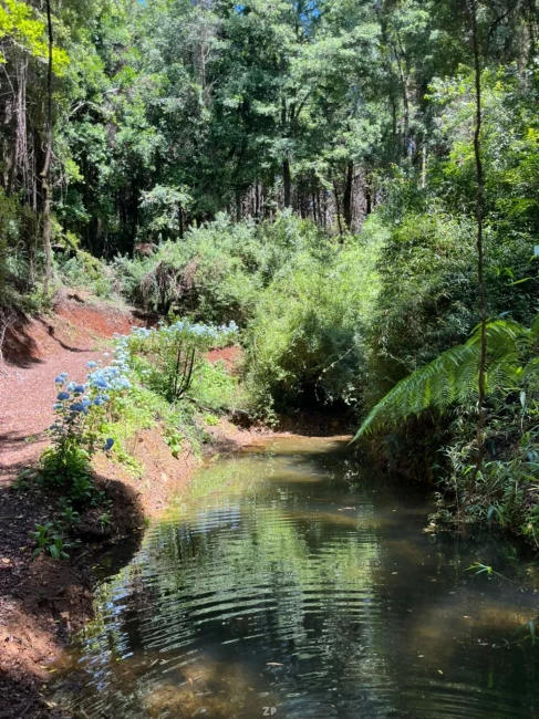 Parcela con casa nueva, bosque nativo, sendero y vertiente