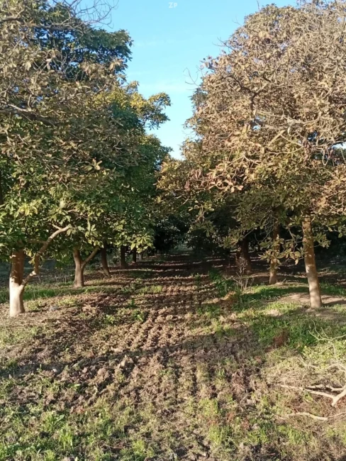PARCELA AGRICOLA MELIPILLA