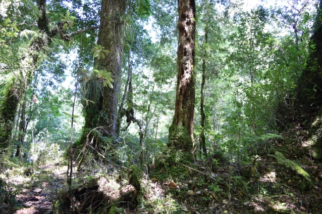 Hornopiren ,Terreno Orilla de Rio.-
