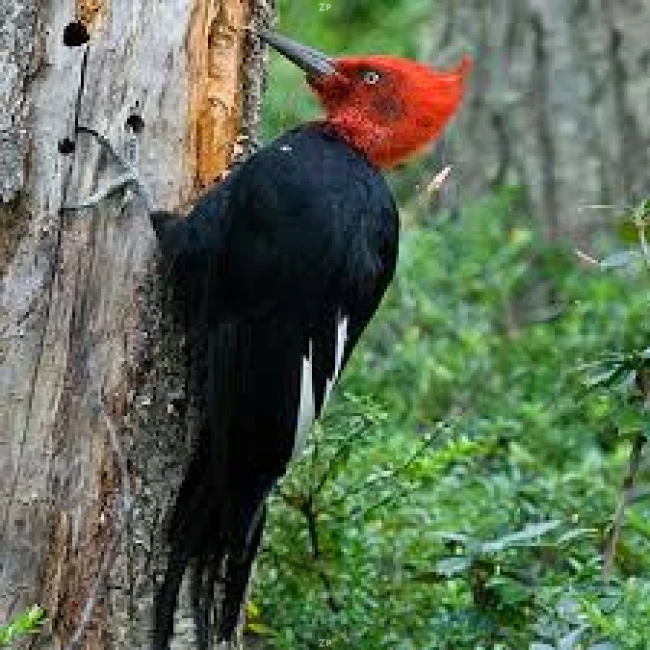 PARCELA BOSQUE NATIVO SECTOR RADAL 7 TAZAS 