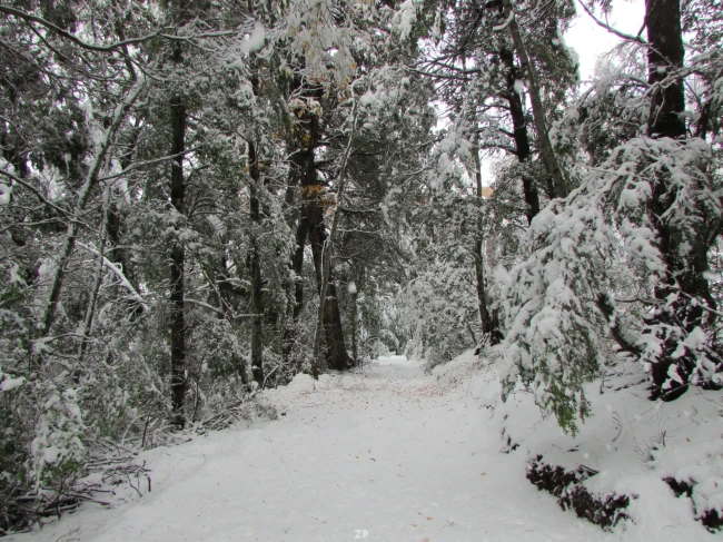 PARCELA BOSQUE NATIVO SECTOR RADAL 7 TAZAS 