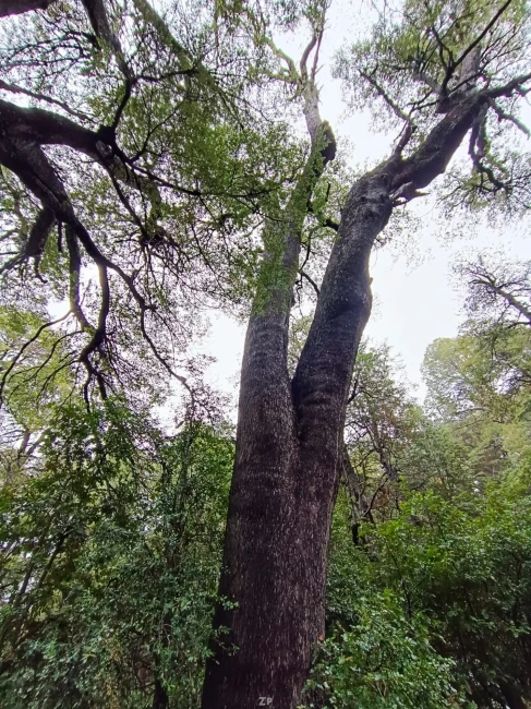 PARCELA  BOSQUE PATAGÓNICO LADO PARQUE NACIONAL 