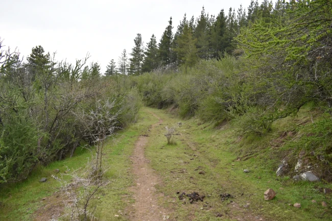 VENTA CAMPO LOS CRISTALES | 160 HECTÁREAS A SOLO 7 MINUTOS DE TALCA | 26.500 UF