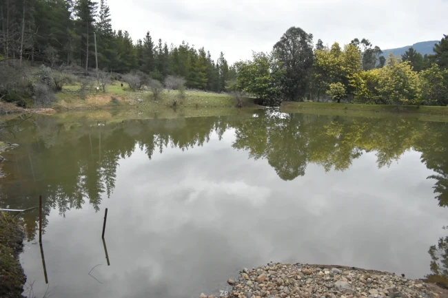 VENTA CAMPO LOS CRISTALES | 160 HECTÁREAS A SOLO 7 MINUTOS DE TALCA | 26.500 UF