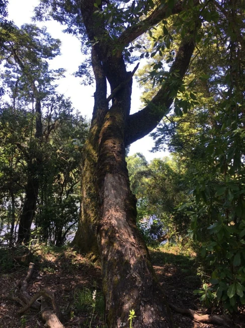 TERRENO 2,5 HECTÁREAS CON RIBERA AL RÍO CAUTÍN