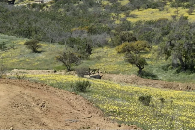 OPORTUNIDAD DE VENTA – PARCELA H14 EN FORESTA DE ZAPALLAR