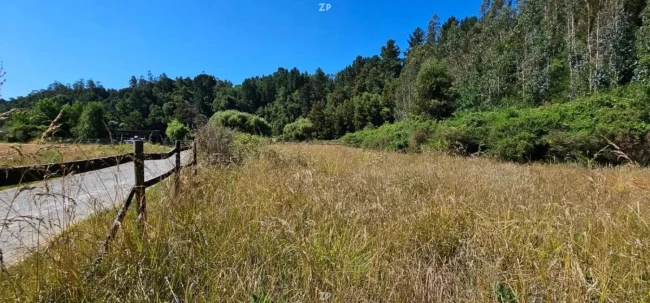 Parcela en Venta en Bosques de Nonguén | 5.000 m² con Bosque Nativo