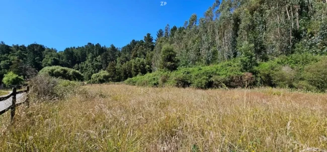 Parcela en Venta en Bosques de Nonguén | 5.000 m² con Bosque Nativo