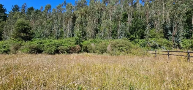 Parcela en Venta en Bosques de Nonguén | 5.000 m² con Bosque Nativo