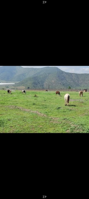 Terreno agricola
