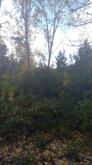 Venta de.terreno más de 5 hectáreas 