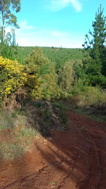 Venta de.terreno más de 5 hectáreas 