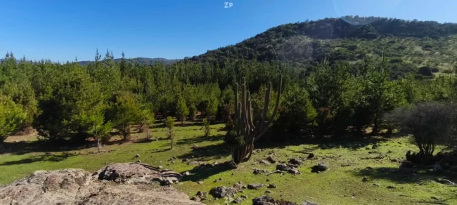 🏡 Parcelas en venta – Bosques de Chépica, Región de O'Higgins.