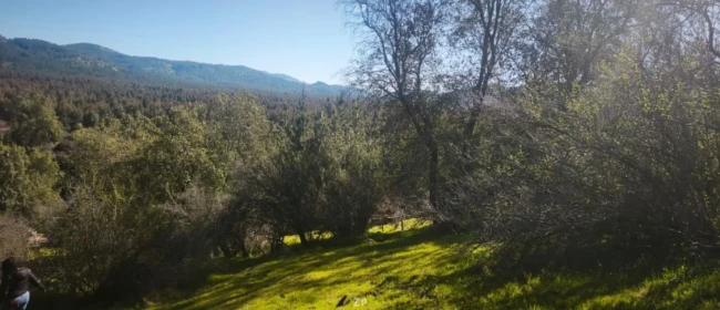 🏡 Parcelas en venta – Bosques de Chépica, Región de O'Higgins.