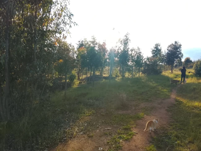 Venta de parcela 5391m², cercado, luz,agua y rol propio