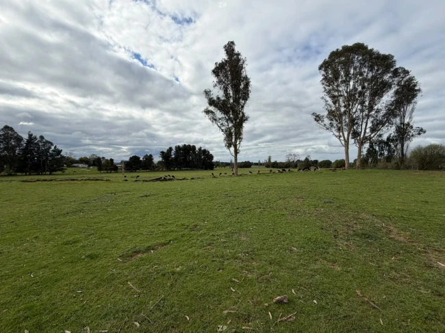 Campo agrícola-ganadero 30,35 ha en Chacayal, San Pablo (Los Lagos)