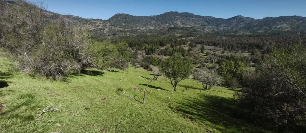 Parcelas en Venta | Bosques de Chépica – Región de O'Higgins